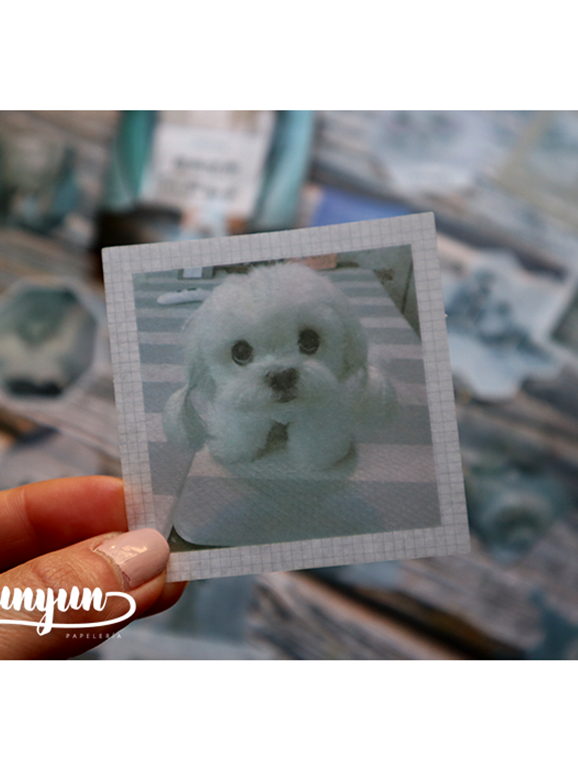 Caja XL Cat & Dog World - 80 pzas 5