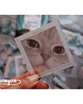 Caja XL Cat & Dog World - 80 pzas