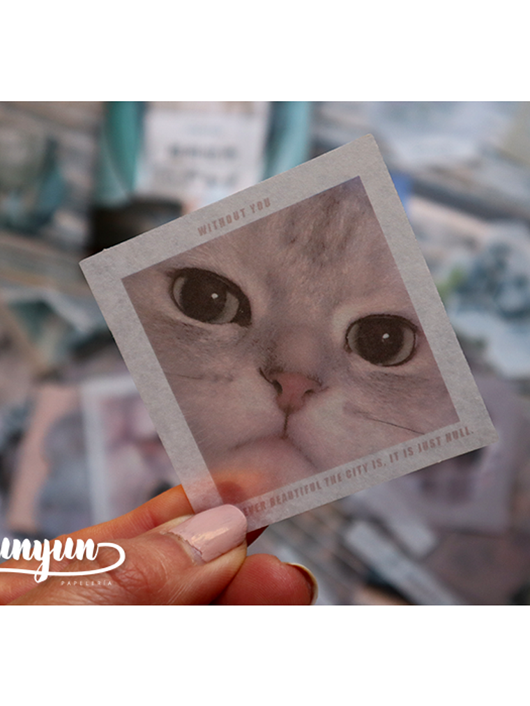 Caja XL Cat & Dog World - 80 pzas 7