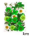 Set Flores Secas Green Life  - 30 pzas