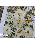 Set Flores Secas White Love - 30 pzas