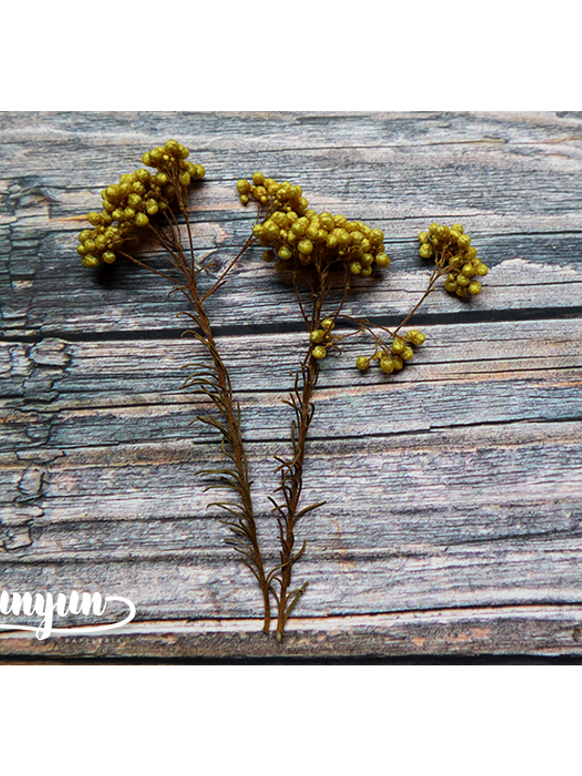 Box Flores Secas Naranja & Blanco  6