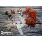 Box Flores Secas Naranja & Blanco  - Miniatura 4