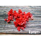 Box Flores Secas Rojas - Miniatura 5
