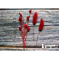Box Flores Secas Rojas - Miniatura 10