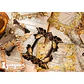 Stickers Gilded Photo Frame - 10 pzas - Miniatura 2