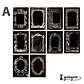 Papeles A Beautiful Lost Time - 20 pzas - Miniatura 8