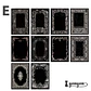 Papeles A Beautiful Lost Time - 20 pzas - Miniatura 12