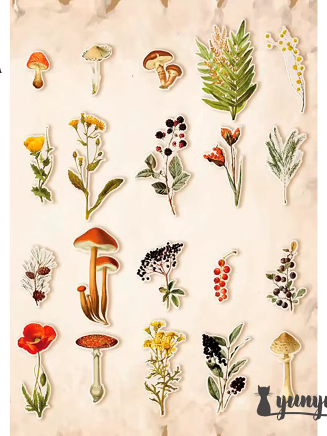 Stickers Botánica - 40 pzas 6