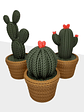 Contenedor adorno cactus - Miniatura 1