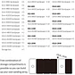 PREVENTA - Dspiae - Esponja de Lijado  - Miniatura 7