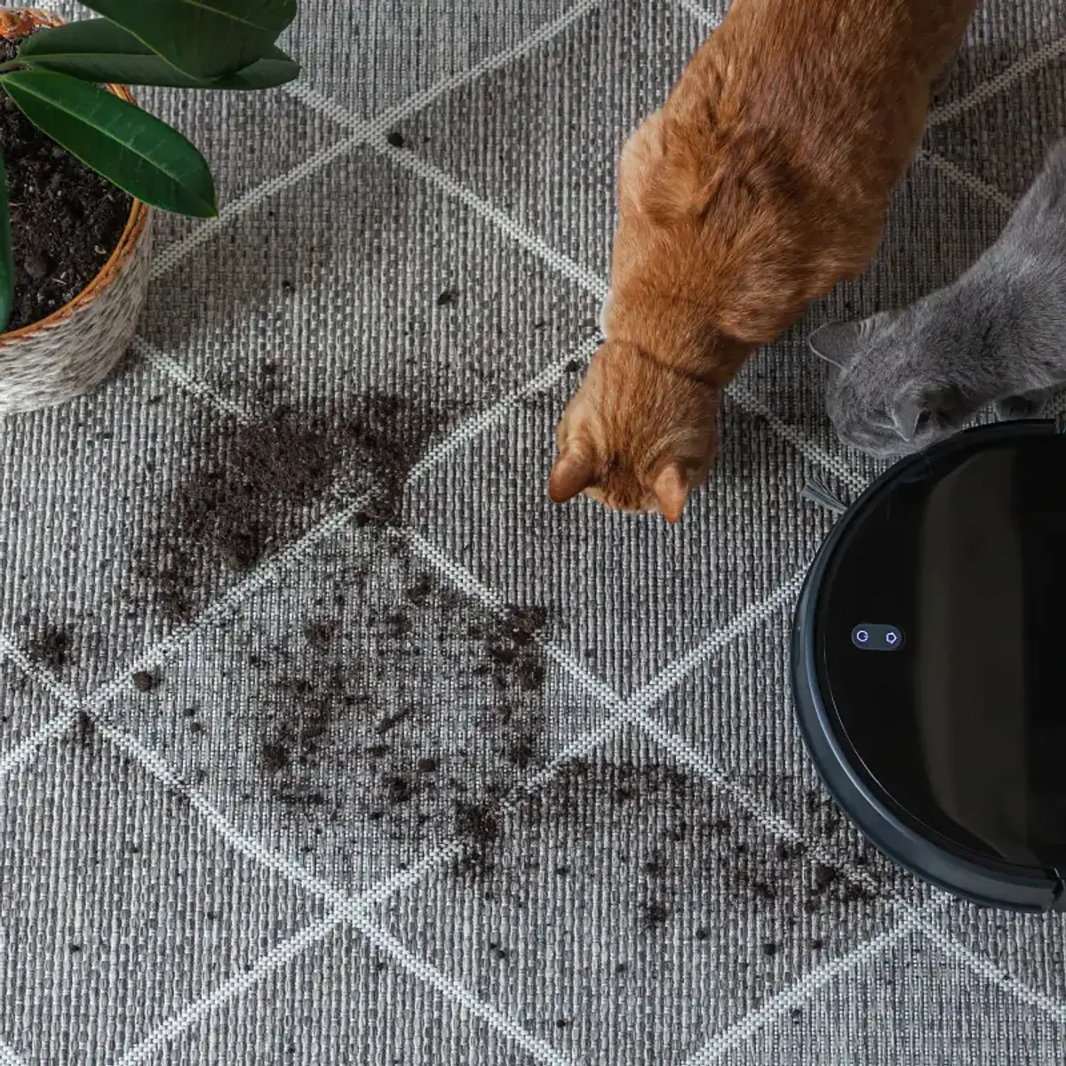 ¿Pelo de mascota? No me importa.