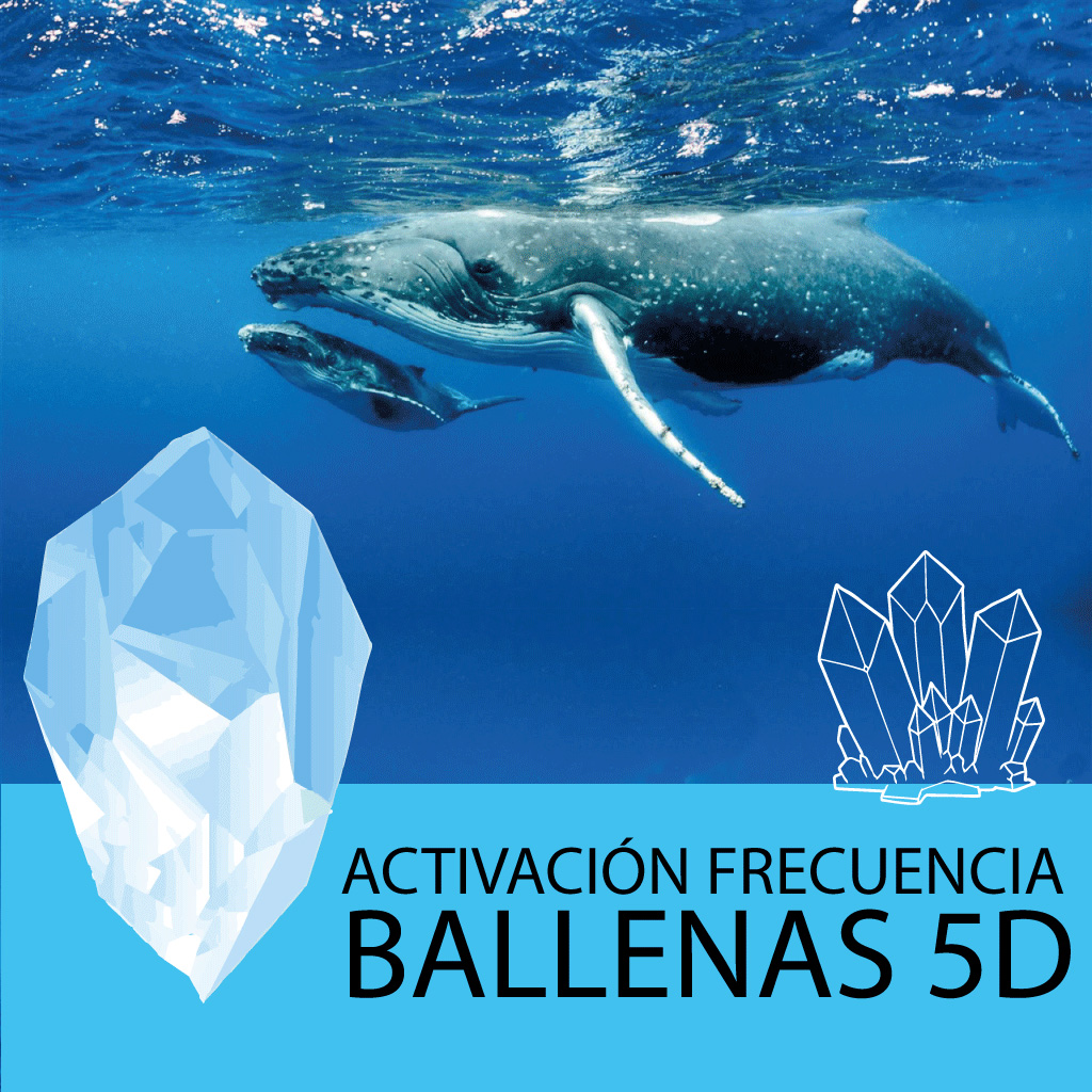 Taller Videograbación - Activación Ballenas 5D