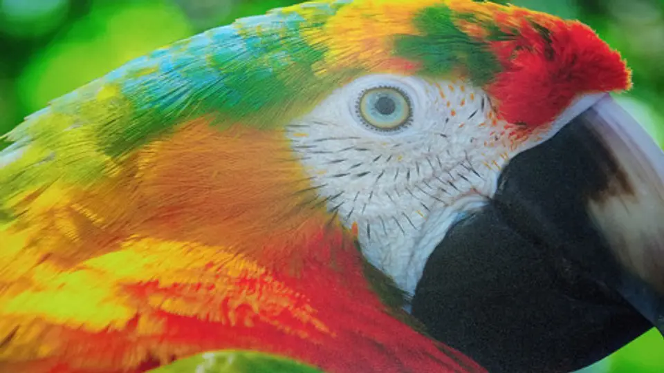 Impresión De Fotos Y Posters 60cm X 90cm - Papel Luster 260g 4