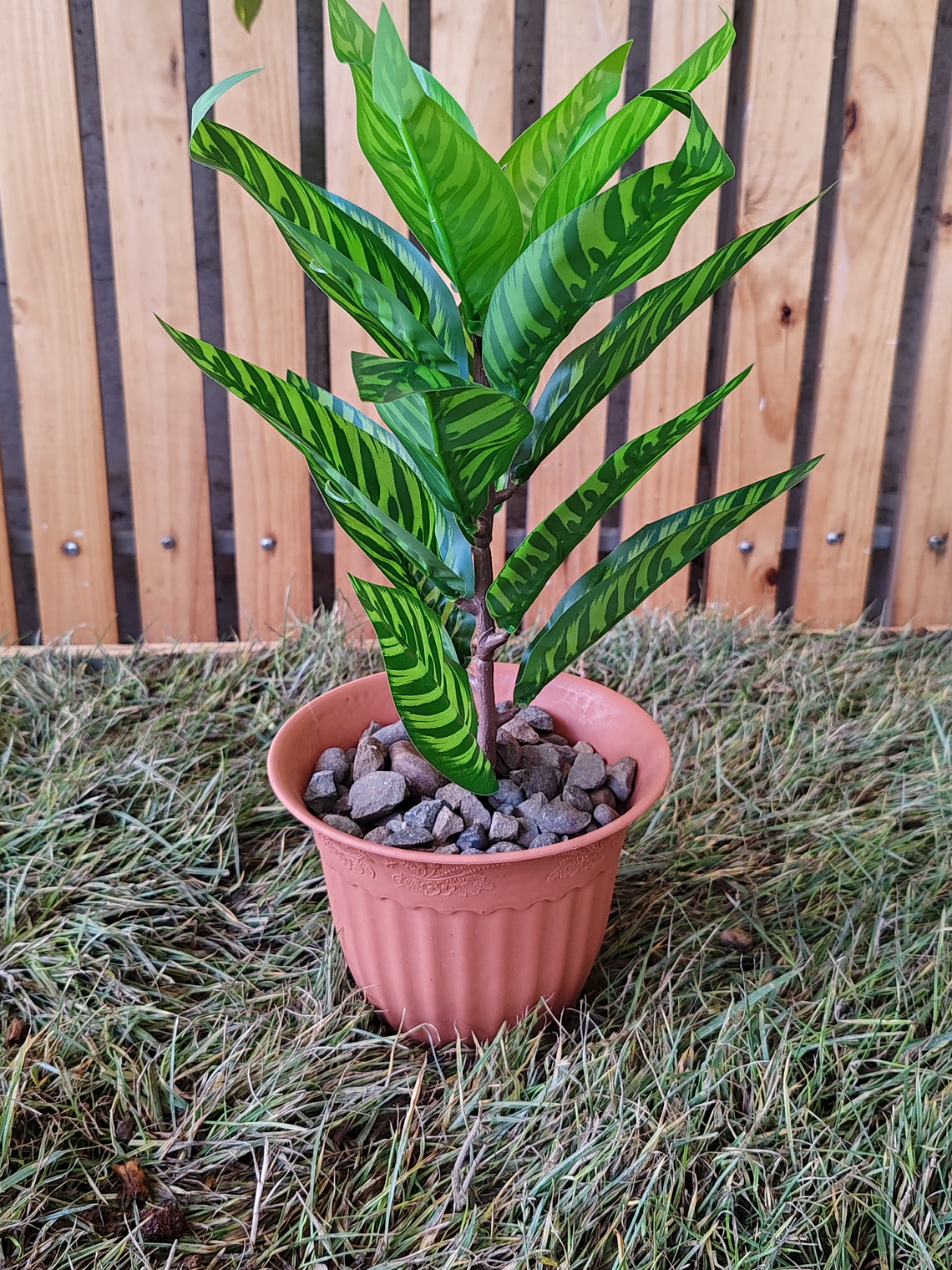 Planta Decorativa ECOLOVERS 2