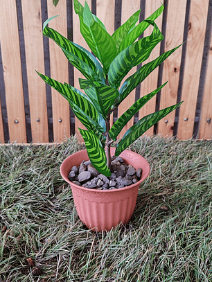 Planta Decorativa ECOLOVERS