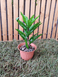 Planta Decorativa ECOLOVERS - Miniatura 3